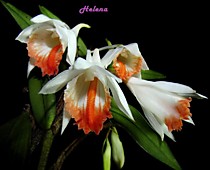 Dendrobium jaintianum