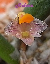 Dendrobium prenticei