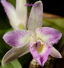 Dendrobium wangliangli