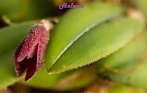Dresslerella hispida Dresslerella hispida