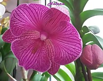 Dtps. Miki Dancer '41'