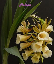 Galeandra leptoceras