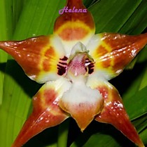 Huntleya burtii