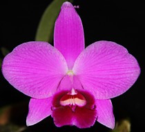 Laelia pumila tipo