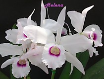 Laelia purpurata 'orlata'