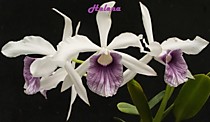 Laelia purpurata var. werkhauseri