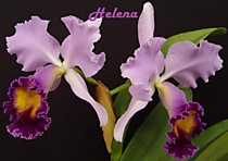 Lc. (Cattleya) Dinard 'Blue Heaven' AM/AOS