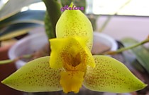 Lycaste groganii
