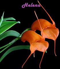 Masdevallia strobelii x hirtzii