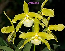 Odontoglossum grande flavum