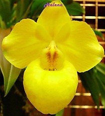 Paph. armeniacum