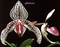 Paph. bellatulum x rothschildianum (Rolfei)