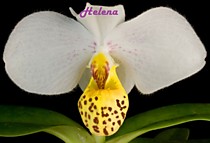 Paph. emersonii