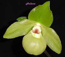 Paph. malipoense 'Bear-2' x armeniacum 'Bear-25'