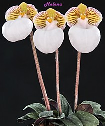 Paph. micranthum var eburneum