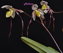 Paph. philippinense xxl