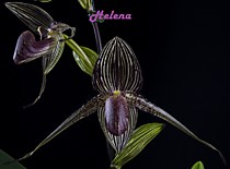 Paph. rothschildianum Dark Red