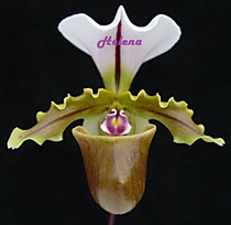 Paph. spicerianum