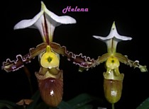 Paph. tranlinianum
