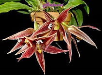 Paphinia cristata