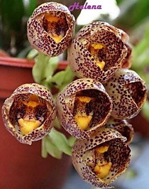 Peristeria pendula