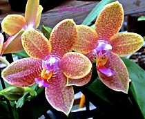 Phal. Gigabell (gigantea x bellina)