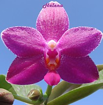 Phal. Ho's Lovely Amethyst