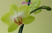 Phal. PZO Canary TOGA/SM