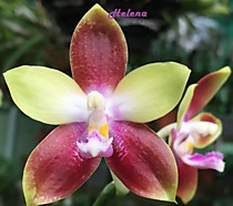 Phal. Tying Shin Fly Eagle
