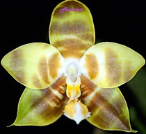 Phal. Yaphon Goodnice