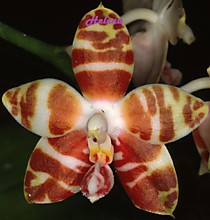 Phalaenopsis amboinensis var. common