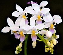 Phalaenopsis equestris var.coerulea