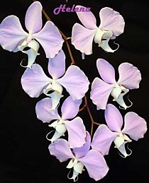 Phalaenopsis sanderiana