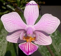Phalaenopsis schilleriana x lindenii