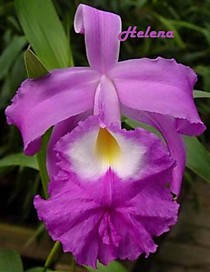 Sobralia macrantha