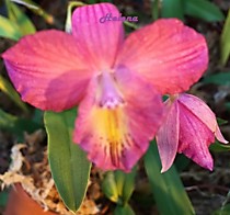 Sophronitis coccinea x Barkeria whartoniana