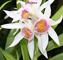 Thunia venosa