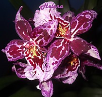 Vuylstekeara Melissa Brianne "Shady Lady"