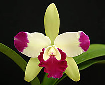 Eplc.  (Cattleya) Mae Bly 'Ching Hua Splash' AM/AOS