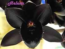 Fredclarkeara After Dark 'SVO Black Pearl' FCC/AOS
