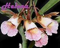 Galeandra baueri