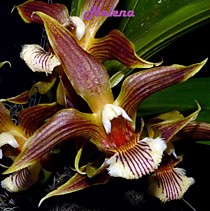 Galeottia fimbriata Herrenhausen