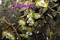 Gastrochilus formosanus