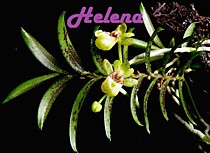 Gastrochilus fuscopunctatus