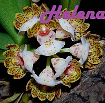 Gastrochilus hainanensis