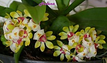 Gastrochilus japonicus