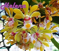 Gastrochilus obliquus