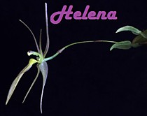 Homalopetalum pumilio