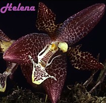 Houlletia tigrina