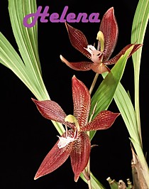 Houllinia (Houlletia odoratissima x Paphinia neudeckeri)